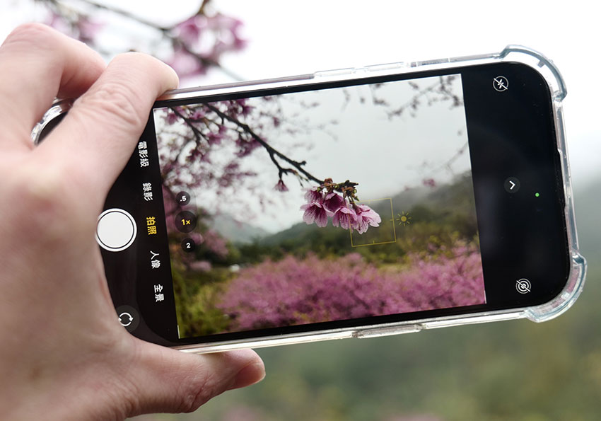 梅问题-iPhone15实拍分享：掌握拍摄樱花的小技巧，你也能拍出粉嫩樱花